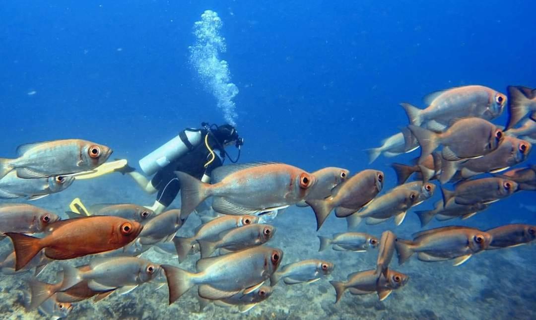 Ratu Kini Dive & Stay Mana Island Eksteriør billede