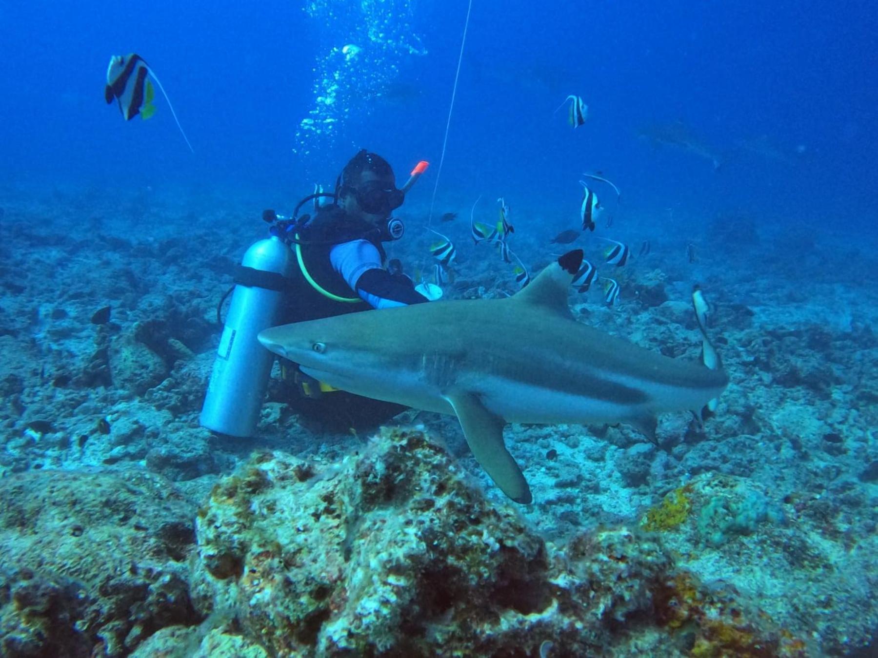 Ratu Kini Dive & Stay Mana Island Eksteriør billede